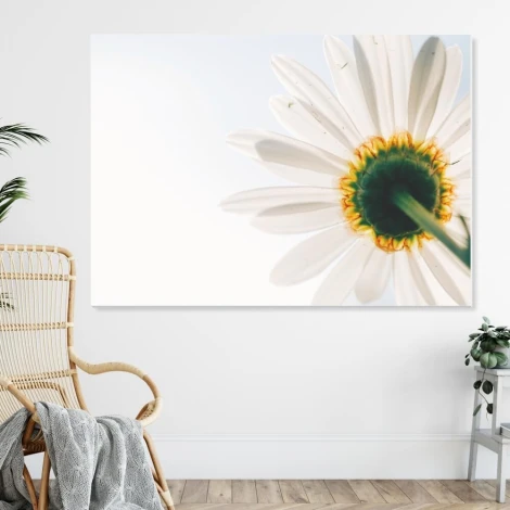 Dry-erase board daisy 236 - Graphic design featuring a daisy with white petals and a yellow center.