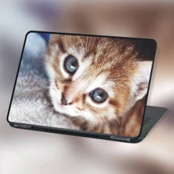 Laptop sticker small kitten P264 - Graphic design. Kitten with big eyes on a light background.