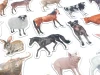 Farm animal magnets featuring realistic animals in various poses.