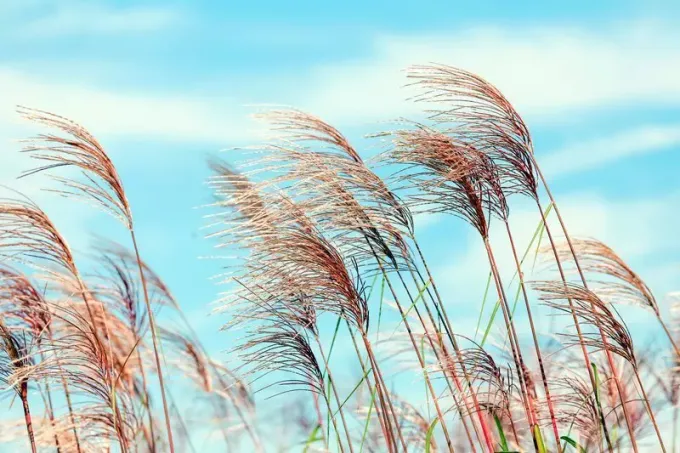 Non-woven wallpaper FP2081 with pink grasses against a sky background, size 154x309 cm.