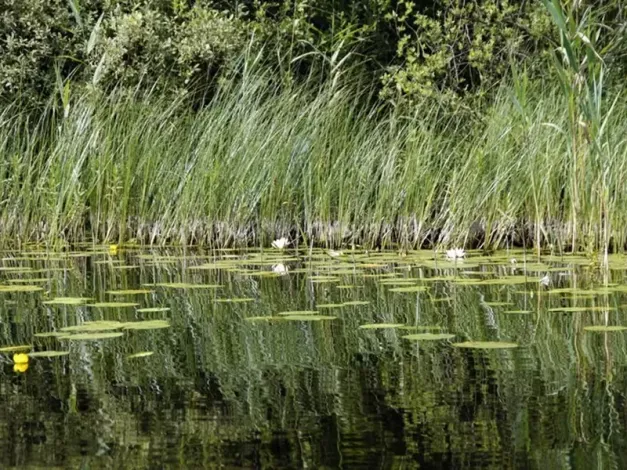 Self-adhesive wall art mural FP1605, 122x200cm - Graphic design featuring visible lilies on water.