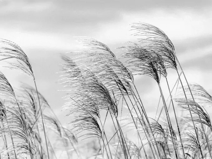 Set of non-woven wallpapers with pink grass pattern against a sky background, 400x270 cm, black and white.