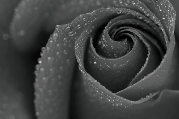 Red rose wall mural FP 6422 - Graphic design featuring a close-up of a rose with visible water droplets on the petals.