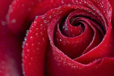 Red rose wall mural FP 6422 - Graphic design featuring a rose in shades of red with water droplets on the petals.