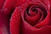 Red rose wall mural FP 6422 - Graphic design featuring a rose in shades of red with water droplets on the petals.