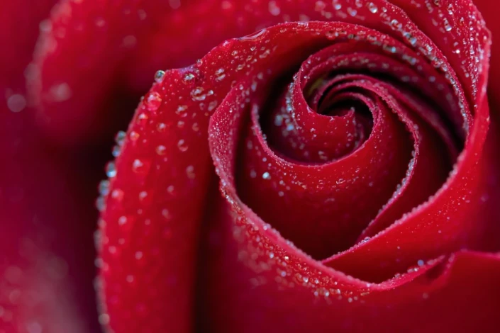 Red rose wall mural FP 6422 - Graphic design featuring a rose in shades of red with water droplets on the petals.