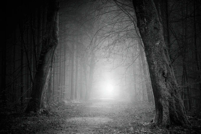 Wall mural forest path FP 6420 - Graphic design. Dark forest with trees on both sides and fog in the background.