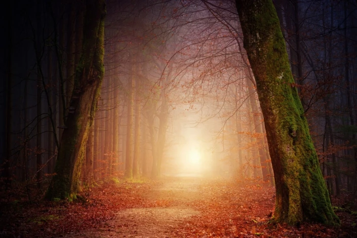 Forest path wallpaper FP 6420 - Graphic design featuring a trail surrounded by trees and mist.