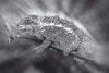 Chameleon wall mural FP 6400 - Graphic design featuring a chameleon on a branch in gray tones with a skin texture.