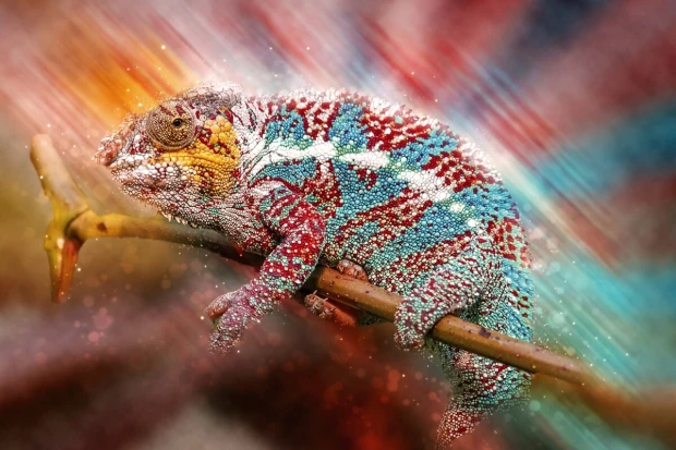 Chameleon wall mural FP 6400 - Graphic design featuring a chameleon on a branch with vibrant colors and dynamic patterns.