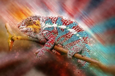 Chameleon wall mural FP 6400 - Graphic design featuring a chameleon on a branch with vibrant colors and dynamic patterns.