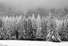 Wall mural of snowy trees FP 6409 - Graphic design. Black and white artwork featuring dense, snow-covered trees.