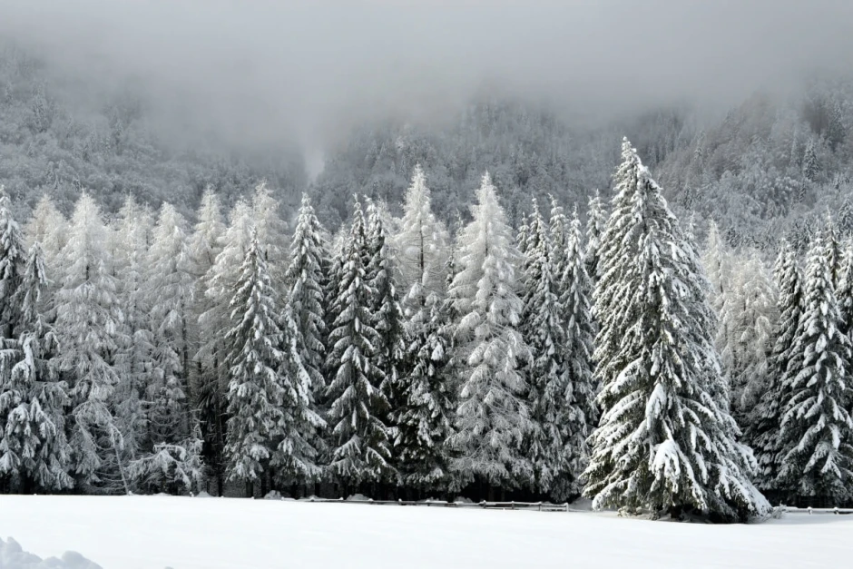 Snow-covered trees wallpaper FP 6409 - Graphic design with trees in various shades of white.