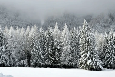Snow-covered trees wallpaper FP 6409 - Graphic design with trees in various shades of white.