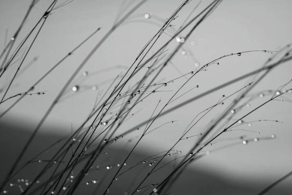Grass wall mural FP 6419 - Graphic design featuring thin grass blades with water droplets on a dark background.