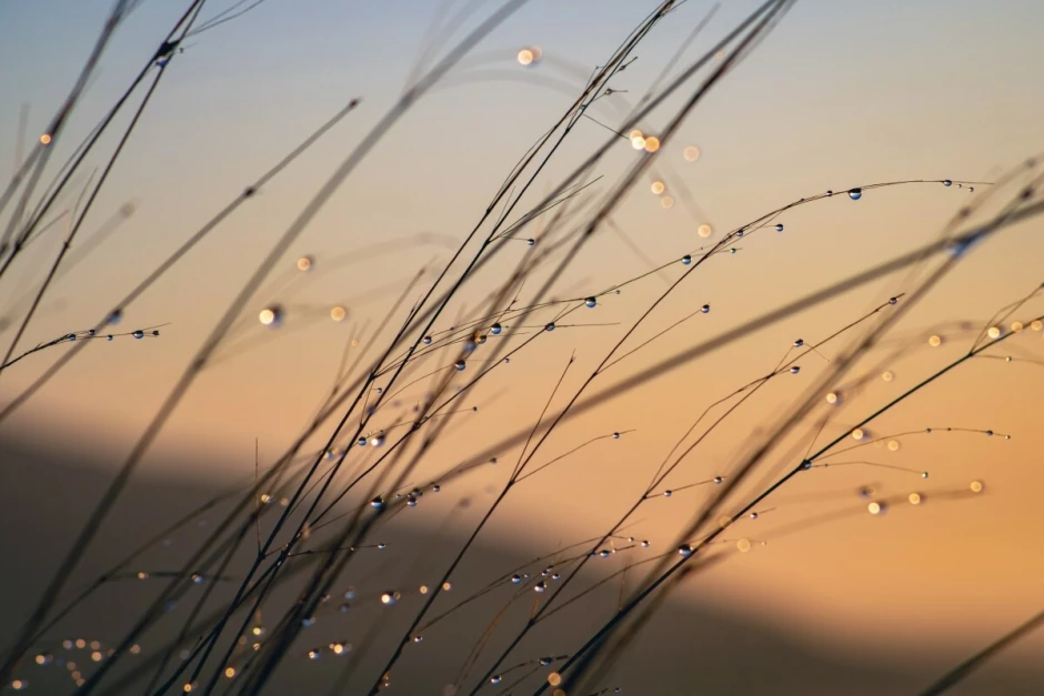 Grass wall mural FP 6419 - Graphic design featuring long grass blades with water droplets against a sunset backdrop.