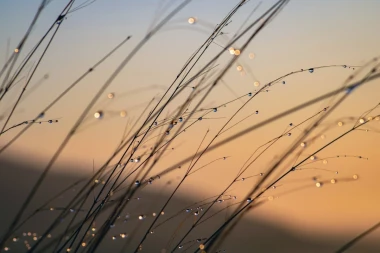 Grass wall mural FP 6419 - Graphic design featuring long grass blades with water droplets against a sunset backdrop.