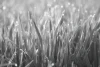Green grass wall mural FP 6421 - Graphic design featuring green grass blades with water droplets on the surface.