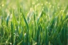 Green grass wall mural FP 6421 - Graphic design featuring green blades of grass with water droplets in the background.