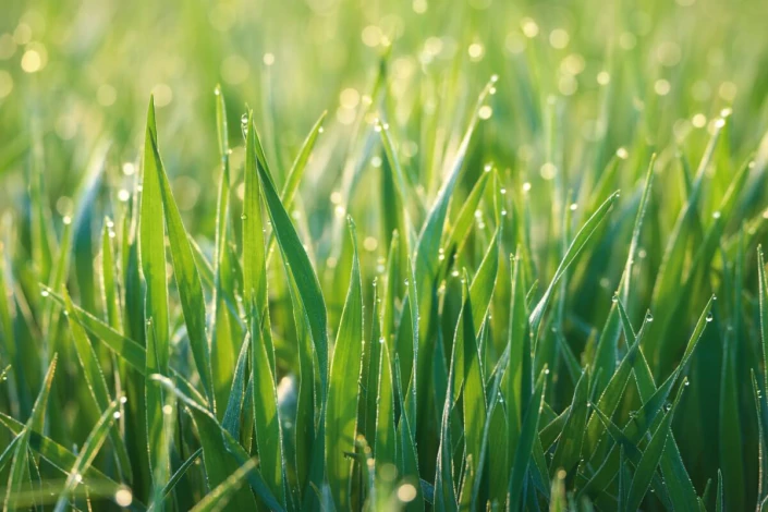 Green grass wall mural FP 6421 - Graphic design featuring green blades of grass with water droplets in the background.