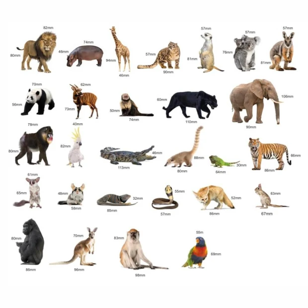Magnets featuring exotic animals - Graphic design with various animals in realistic shapes and colors.