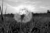 Wall mural of a dandelion against the sun FP 6458 - Graphic design. Dandelion in focus, sun rays in the background.