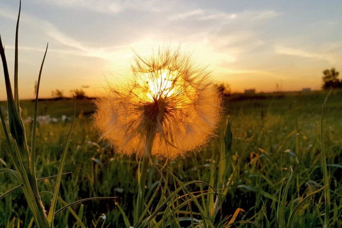 Wall mural of a dandelion against the sun, featuring graphic design with sun rays and green grass.