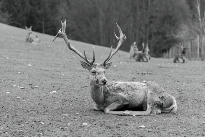 Wall mural deer FP 6467 - Graphic design featuring a deer lying on the ground, surrounded by other deer.