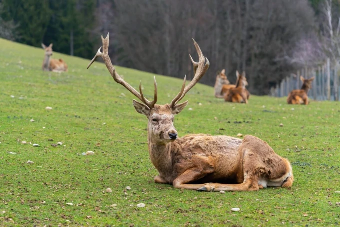 Wall mural deer FP 6467 - Graphic design featuring a deer lying on grass with other deer in the background.