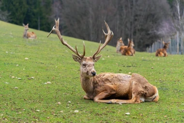 Wall mural deer FP 6467 - Graphic design featuring a deer lying on grass with other deer in the background.