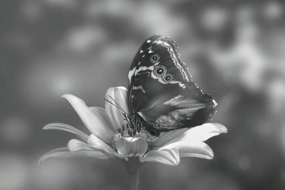 Colorful butterfly wall mural FP 6439 - Graphic design featuring a butterfly on a flower with detailed wings and petals.
