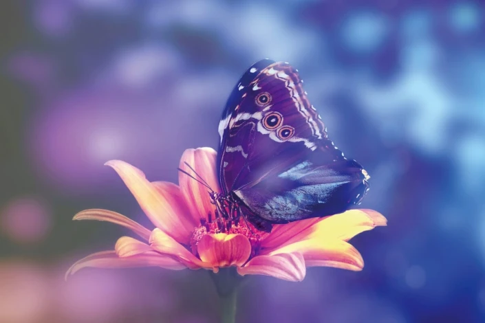 Colorful butterfly wall mural FP 6439 - Graphic design featuring a butterfly on a flower with detailed wings and vibrant background.