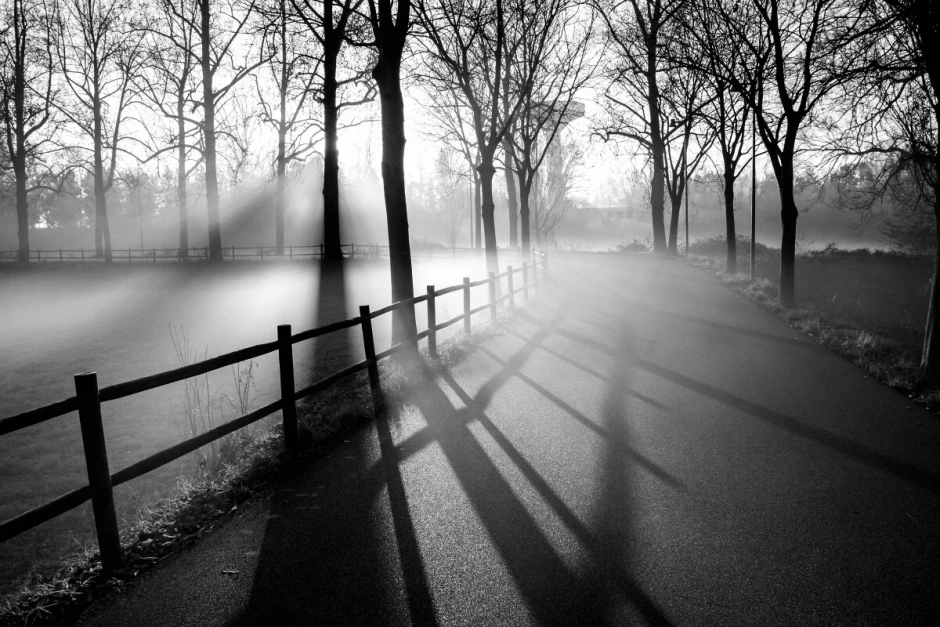 Wall mural Park in the Morning FP 6455 - Graphic design. Black and white scene with trees, a road, and fog.