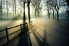 Wall mural of a morning park FP 6455 - Graphic design featuring trees, fog, and sunlight on the path.