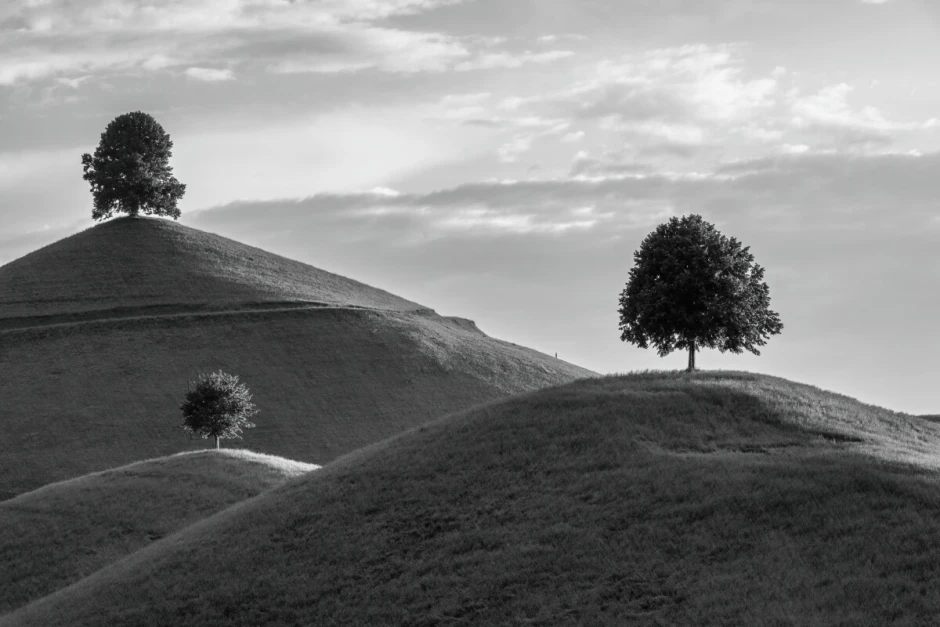 Wall mural of trees on hills FP 6479 - Graphic design featuring two trees on hills in shades of gray.