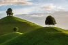 Wall mural of trees on hills FP 6479 - Graphic design. Two trees on green hills under a cloudy sky.