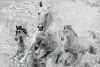 Wall mural galloping horses FP 6480 - Graphic design featuring three horses in motion against a backdrop of old, textured leaves.