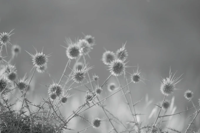 Wall mural FP 6478 - Graphic design. Black and white artwork featuring spiky plant shapes.