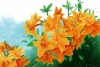 Azalea Wall Mural, Rhododendron 0366 - Graphic design featuring orange azalea flowers against a green background.