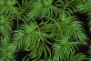 Tropical wallpaper with green palm leaves in various shades on a dark background.