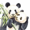 Children\'s wallpaper Panda Bears 0498 - Graphic design featuring two panda bears holding bamboo, one hugging the other.