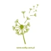 Dandelion sticker in soft green shades, perfect for adding a touch of nature to modern decor.
