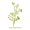 Elegant green tree, perfect for a minimalist interior, adding a touch of freshness.