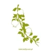 Elegant branch sticker 1433 in shades of green, perfect for adding a natural touch to your decor.