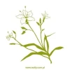 Flower sticker 1434 in soft green shades, perfect for decorating a modern interior.