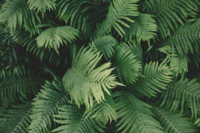 How to choose the wallpaper?