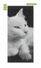 Wallpaper For Doors White Cat Fp 6169