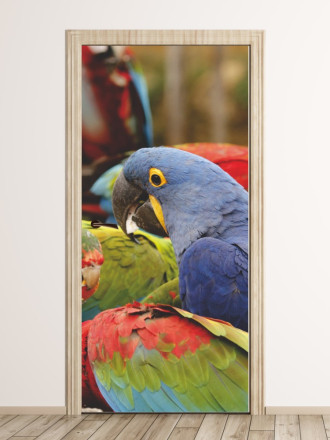 Wallpaper For Colourful Parrots Fp 2567 D