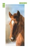 Door wallpaper Horse P502