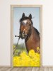 Door wallpaper Horse Grazing In A Meadow Fp 6209